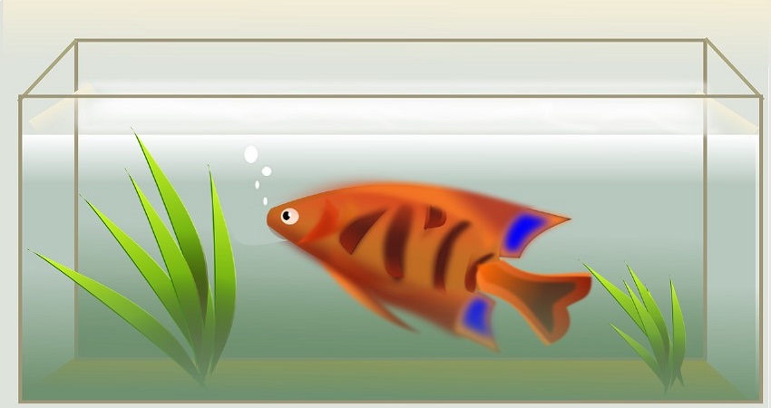 Disadvantages Of Keeping Fish Tank At Home.jpg