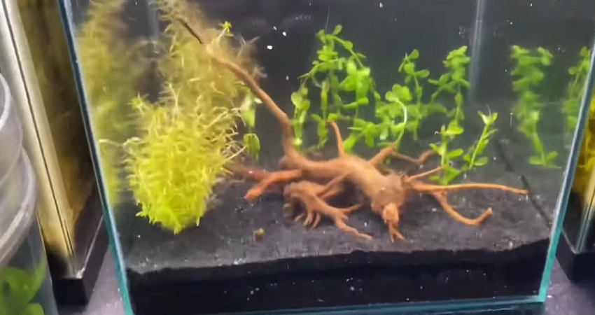 How To Prepare Spider Wood For Aquarium.jpg